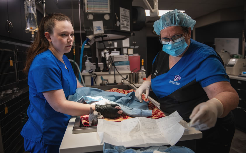 Vet tech assisting in surgery