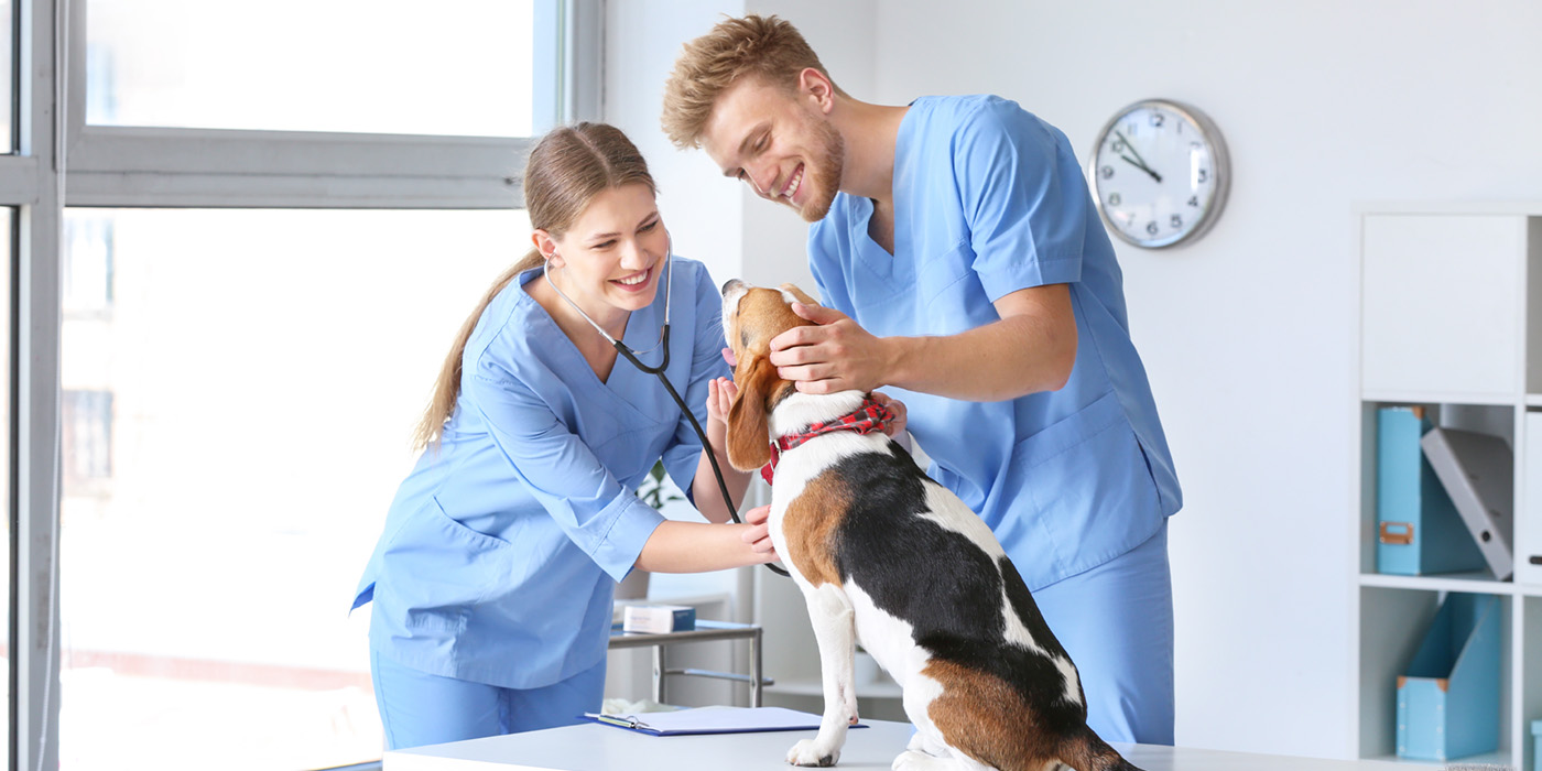 A Veterinary Assistant and a Veterinarian doing a check-up on a dog.